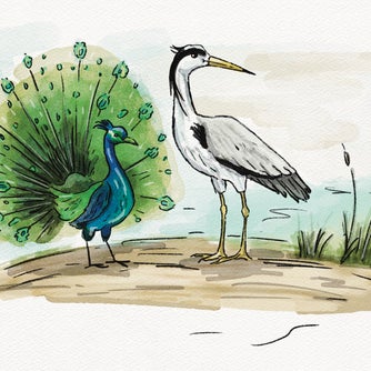 The Peacock and The Crane